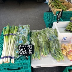 高知県産🫑ピーマン・長ネギ入荷しました✨