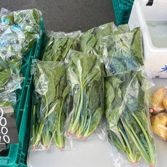 ほうれん草入荷しました☆