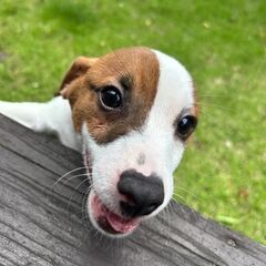４ヶ月の仔犬♂