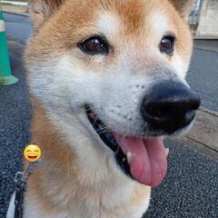 ペットシッター🐶🐱🐰🐹🏘️