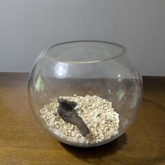 メダカの水槽