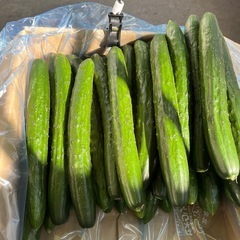 余市産🥒胡瓜入荷しました☆の画像