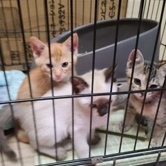 妊娠している猫を保護し無事子猫が生まれ元気に育ち里親になってくれ...