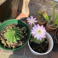 ピンクの花のサボテン子株10個の画像