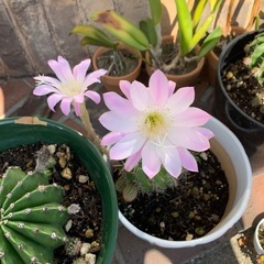 ピンクの花のサボテン子株10個