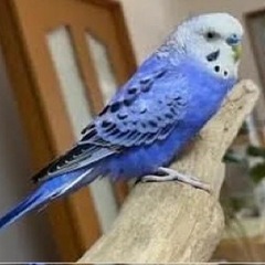 迷子のセキセイインコ
