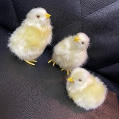 リアル　ひよこ　の画像