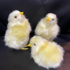 リアル　ひよこ　の画像