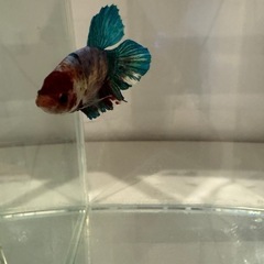 恋するコイベタ🐟の画像