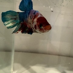 恋するコイベタ🐟の画像