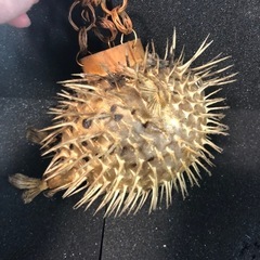 売却済みの画像