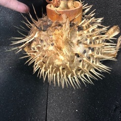 売却済みの画像