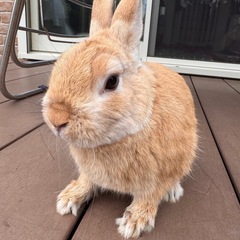 ネザーランドドワーフ