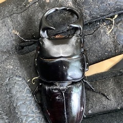 ババクルビデンスオオクワガタ