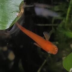 【メダカの卵】鶴崎楊貴妃の有精卵15個