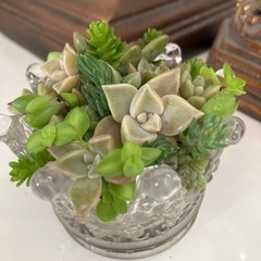 王冠ガラスの多肉の寄せ植えの画像