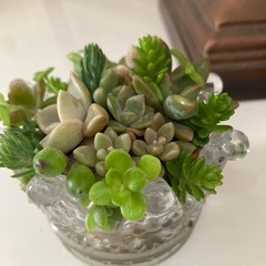王冠ガラスの多肉の寄せ植えの画像