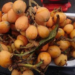 ビワ びわ 枇杷 BIWA fruits 100個超 無農薬 果...