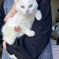 可愛い白猫です。
