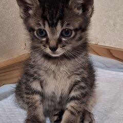 里親になってくださる方を募集しています。