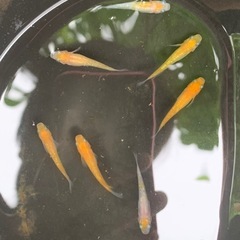 王華（紅白ラメメダカ） ７匹の画像
