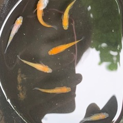 王華（紅白ラメメダカ） ７匹の画像
