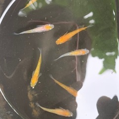 王華（紅白ラメメダカ） ７匹の画像