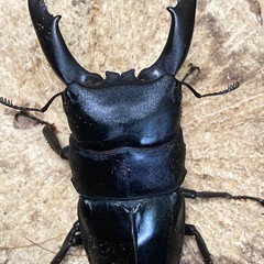 ウンナンヒラタクワガタ　ペア