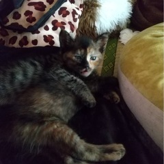 里親募集中です。
