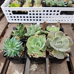 (お話し中)多肉植物６種類セット350
