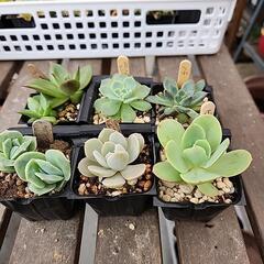 (お話し中)多肉植物６種類３５０