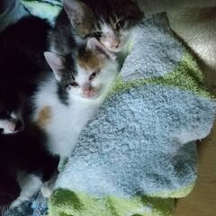 子猫4匹（1匹ずつでもペアでも複数でも可）里親募集