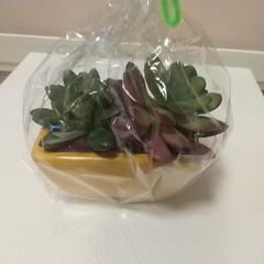 多肉植物造花