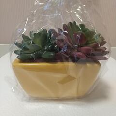多肉植物造花の画像