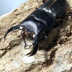 KOTA's insect アマミヒラタ新成虫ペア KOTA店長ブリードの画像