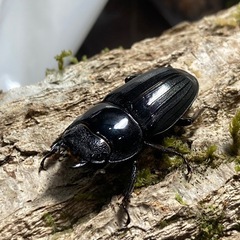 KOTA's insect アマミヒラタ新成虫ペア KOTA店長ブリードの画像