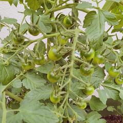 トマト　苗　トマト苗　挿し木　家庭菜園　