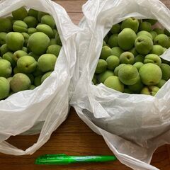 梅約2.5キロ