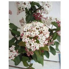 🌼ビバーナム　ティヌスとセダム🌱の画像