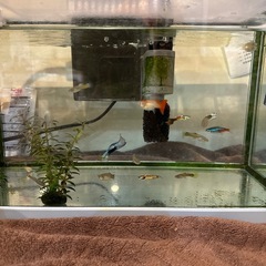 熱帯魚、メダカ、水槽等一式の画像