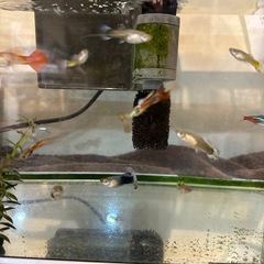 熱帯魚、メダカ、水槽等一式の画像