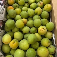 完熟梅6k 青梅3キロの画像