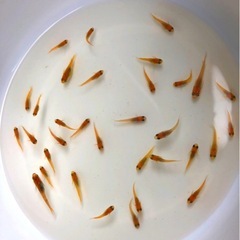 💟メダカ💝赤っぽい..メダカお好きな方に、【３０匹 】の画像