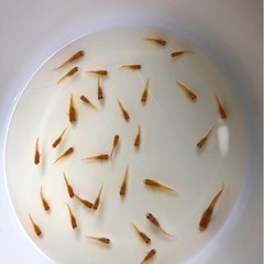 💟メダカ💝赤っぽい..メダカお好きな方に、【３０匹 】の画像