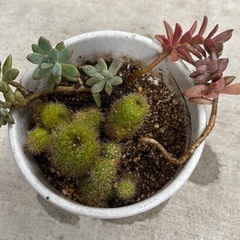 サボテンなど多肉植物　6/16まで