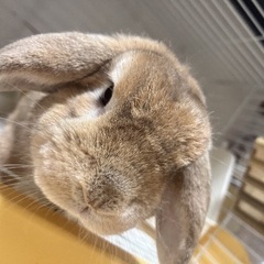 ロップイヤー男の子