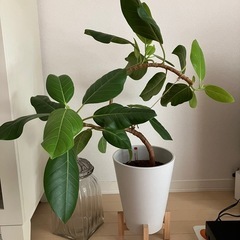 観葉植物　フィカス アルテシーマ　