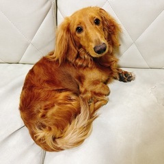 カニンヘンダックス 