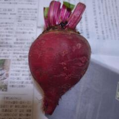 ビーツ（生野菜）