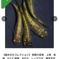 金塊　卵15個